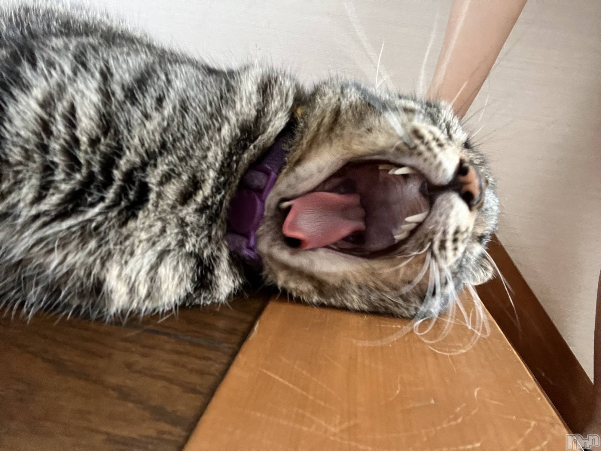 ��ˬ����Х��顦����֥���� �ץ���� ��ˬ(����� �ץ���� ����) ��2024ǯ9��22���̥�֥�����(  ⌯��⌯ )ᐝ��