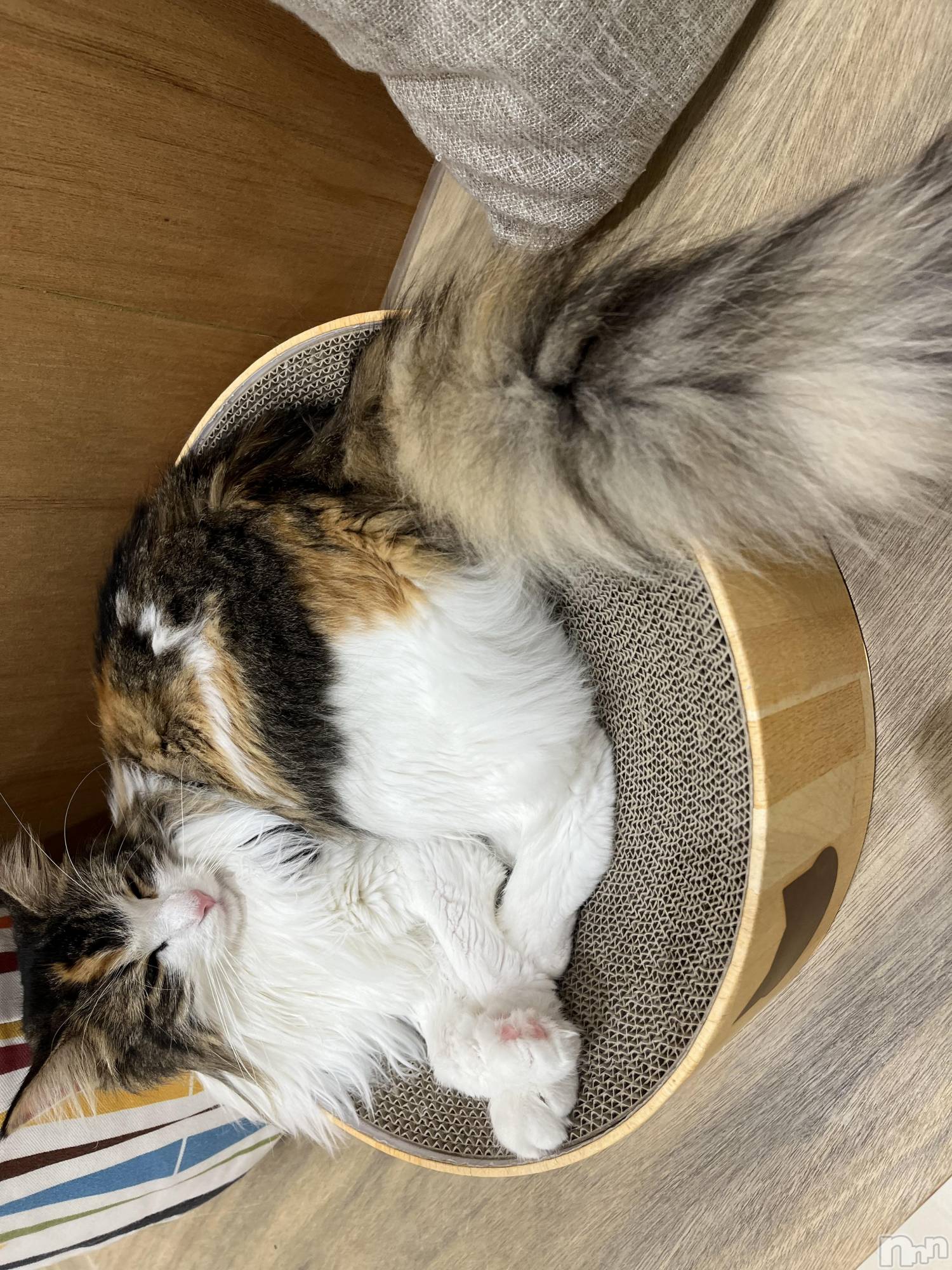 ��ˬ����Х��顦����֥���� �ץ���� ��ˬ(����� �ץ���� ����) ��2024ǯ11��2���̥�֥�����🐈‍⬛🎀��