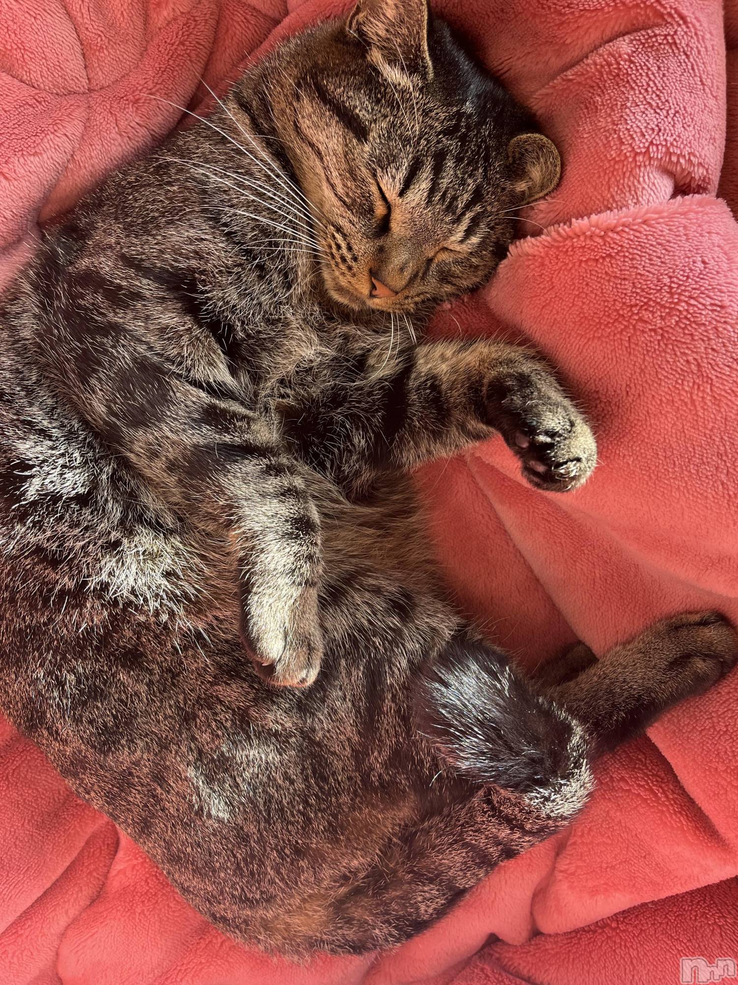 ��ˬ����Х��顦����֥���� �ץ���� ��ˬ(����� �ץ���� ����) ��2024ǯ11��9���̥�֥�����11��9�� 21��26ʬ�Υ֥�����