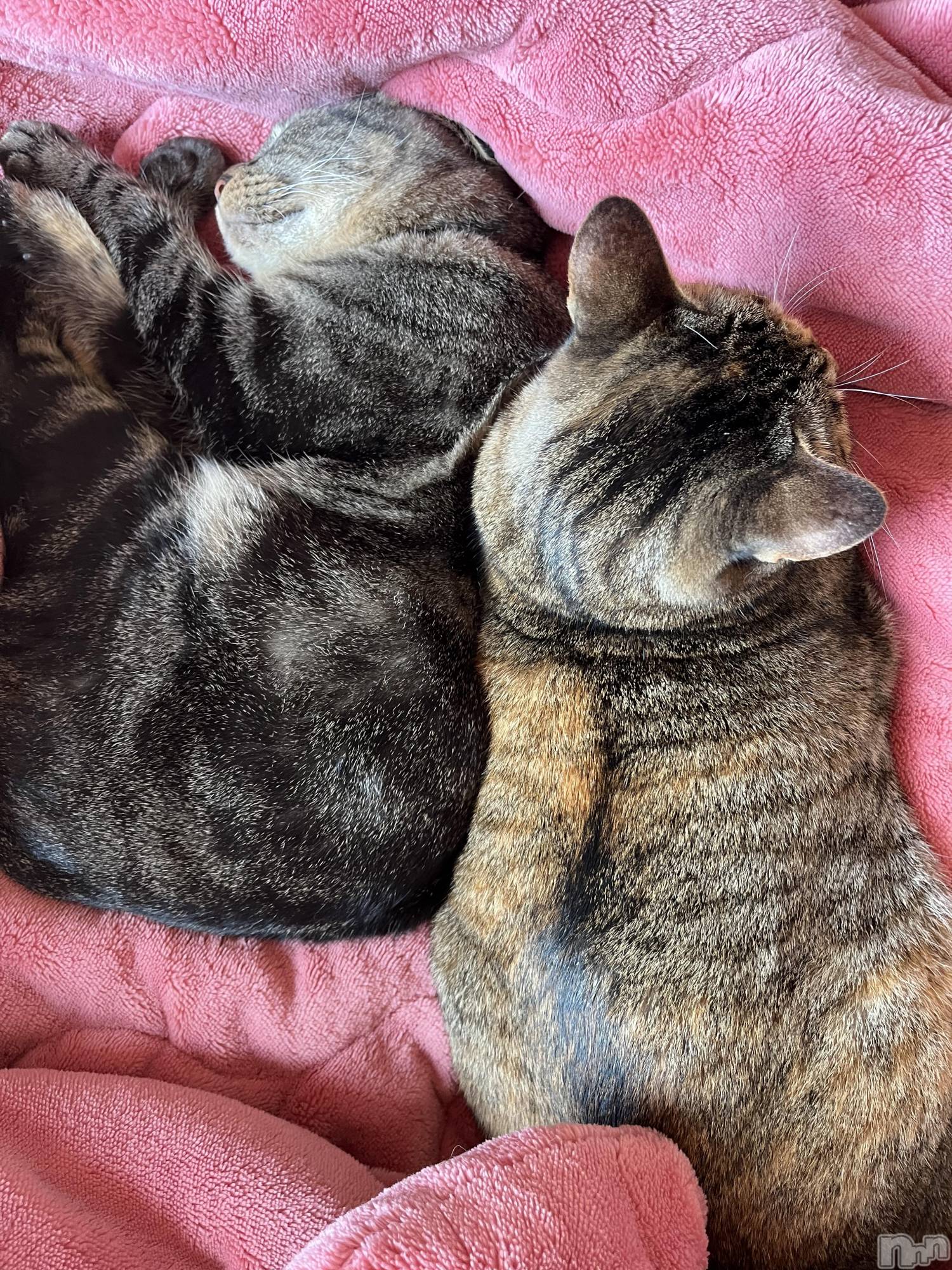 ��ˬ����Х��顦����֥���� �ץ���� ��ˬ(����� �ץ���� ����) ��2024ǯ11��13���̥�֥�����🥹��