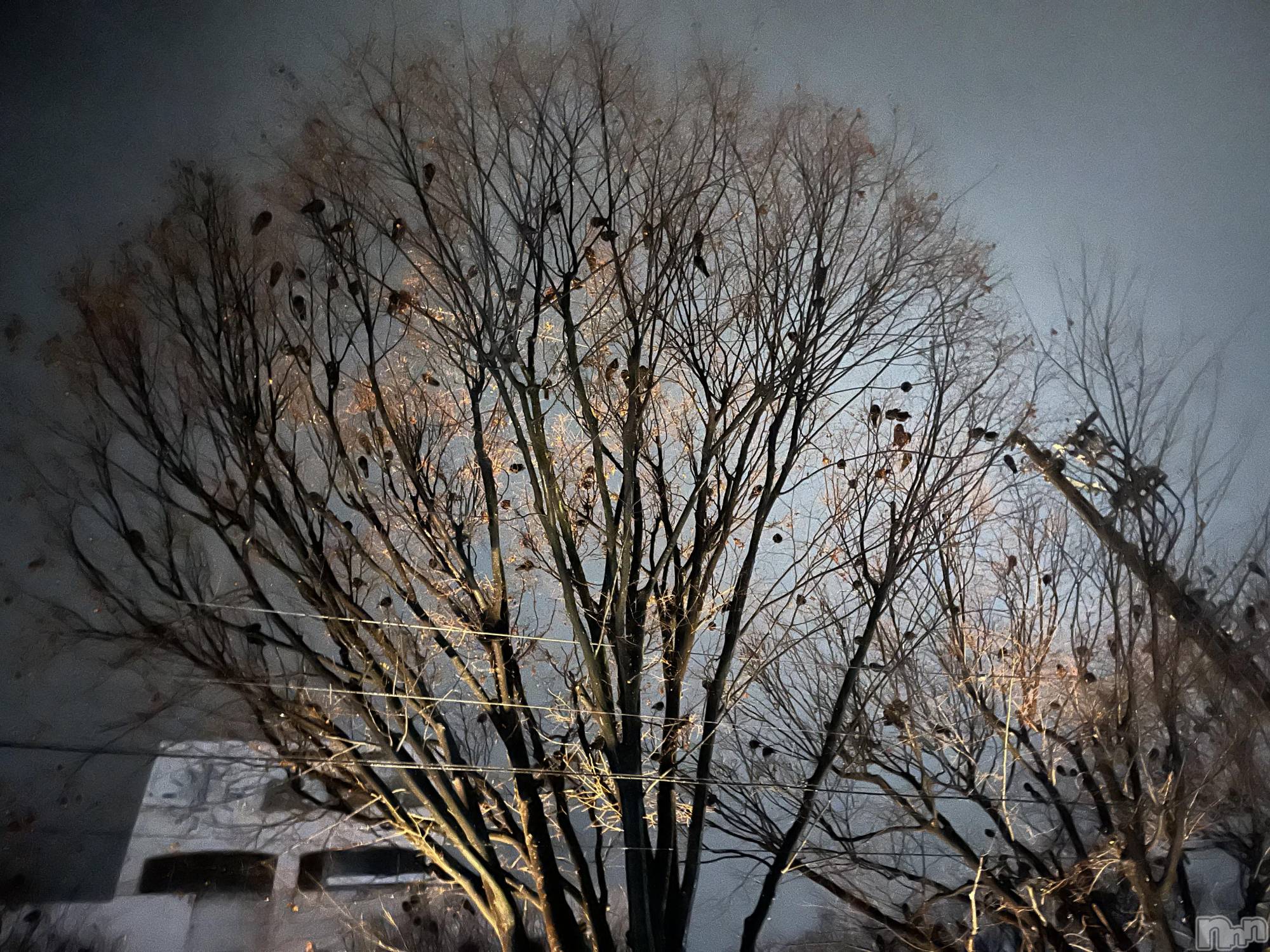 ��ˬ����Х��顦����֥���� �ץ���� ��ˬ(����� �ץ���� ����) ��2025ǯ1��10���̥�֥�����ᥬ🌝ᩤ��