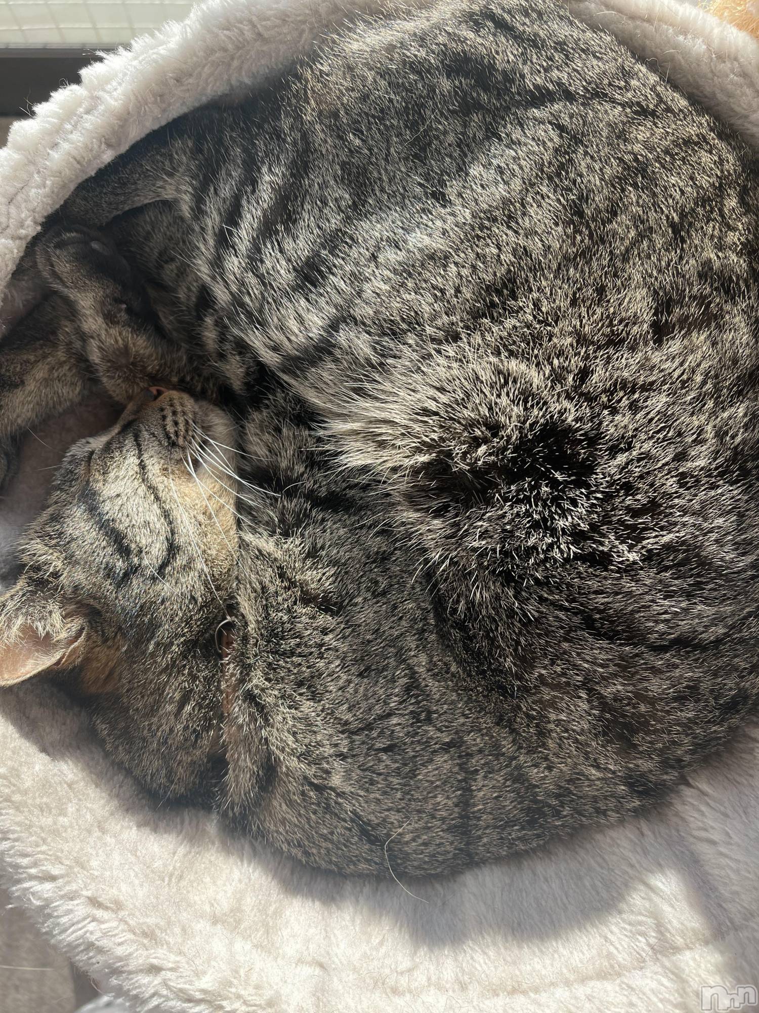 ��ˬ����Х��顦����֥���� �ץ���� ��ˬ(����� �ץ���� ����) ��2025ǯ2��28���̥�֥�����2��28�� 19��09ʬ�Υ֥�����