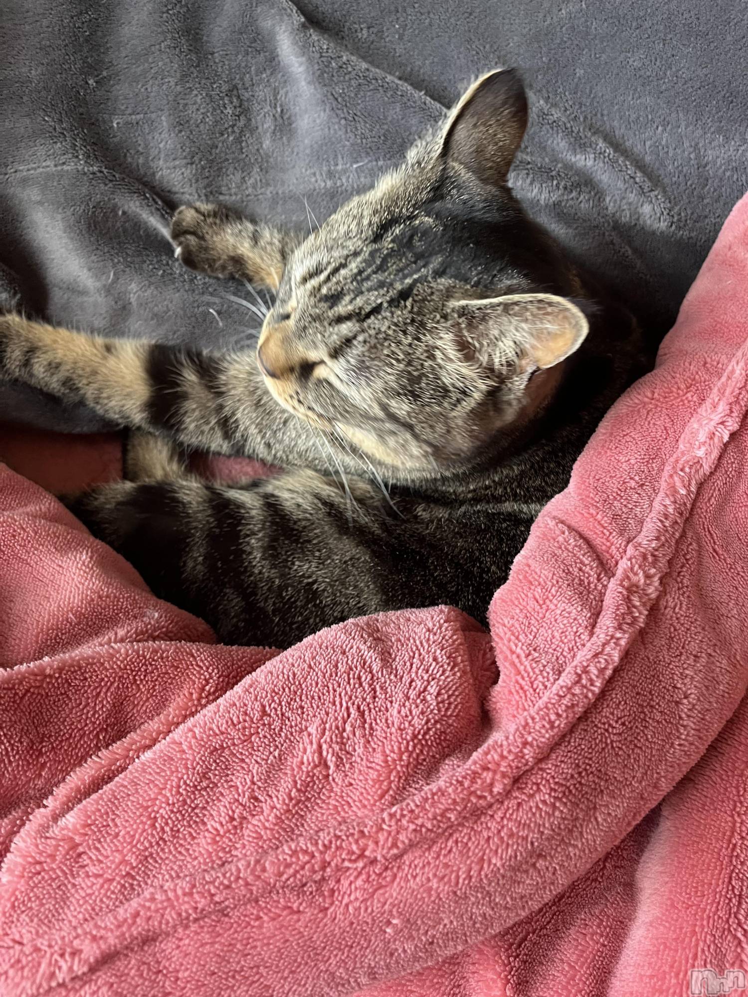 ��ˬ����Х��顦����֥���� �ץ���� ��ˬ(����� �ץ���� ����) ��2025ǯ3��17���̥�֥����֤��ˤ��