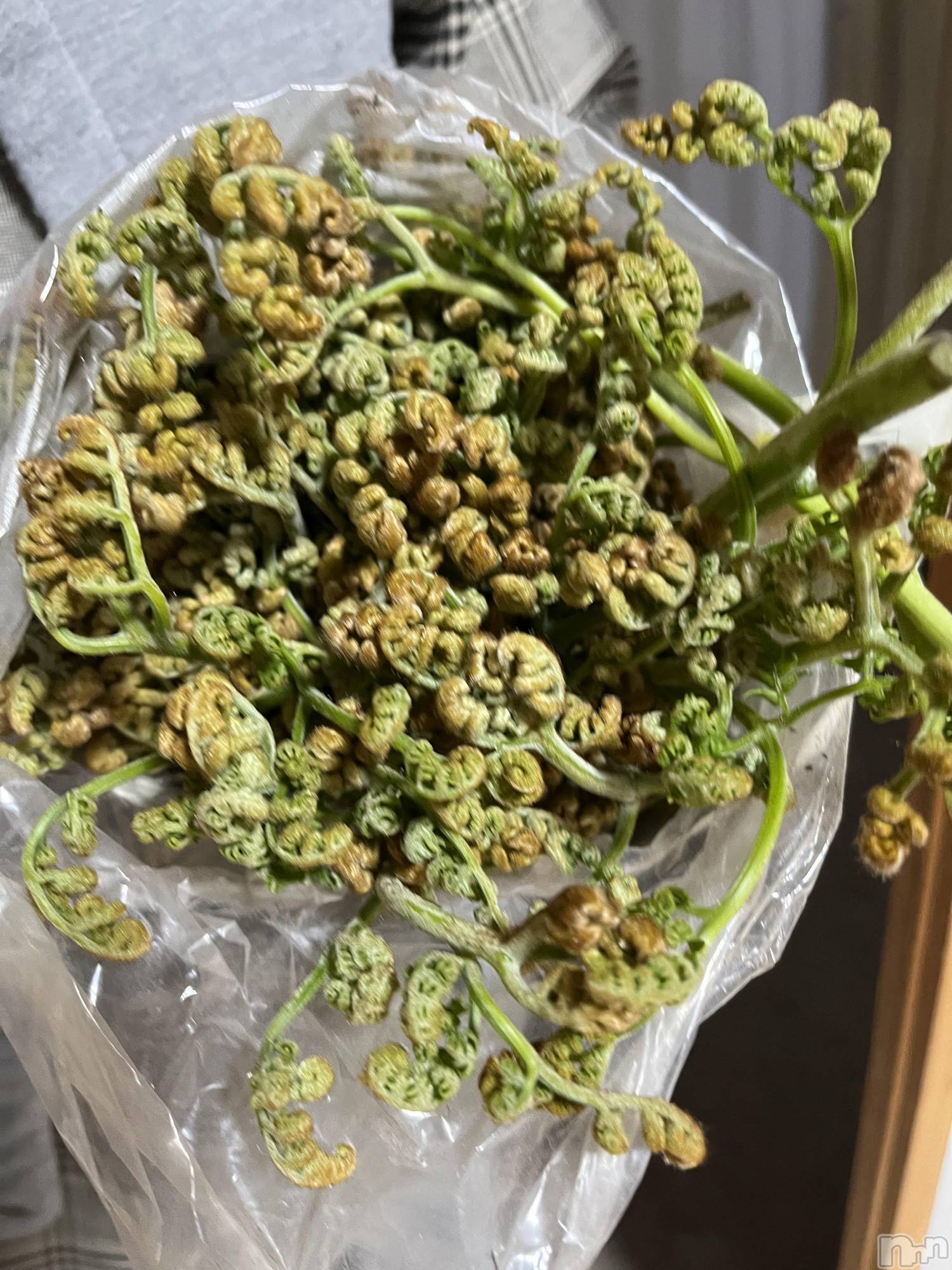 ��ˬ����Х��顦����֥���� �ץ���� ��ˬ(����� �ץ���� ����) ��2025ǯ4��30���̥�֥�����🌱‬‪��