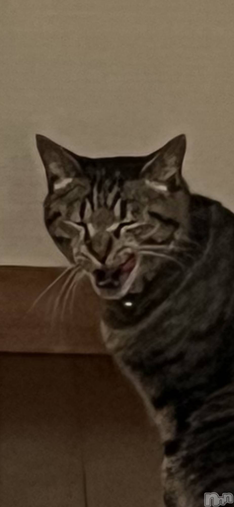 ��ˬ����Х��顦����֥���� �ץ���� ��ˬ(����� �ץ���� ����) ��2025ǯ5��12���̥�֥�����🫠��