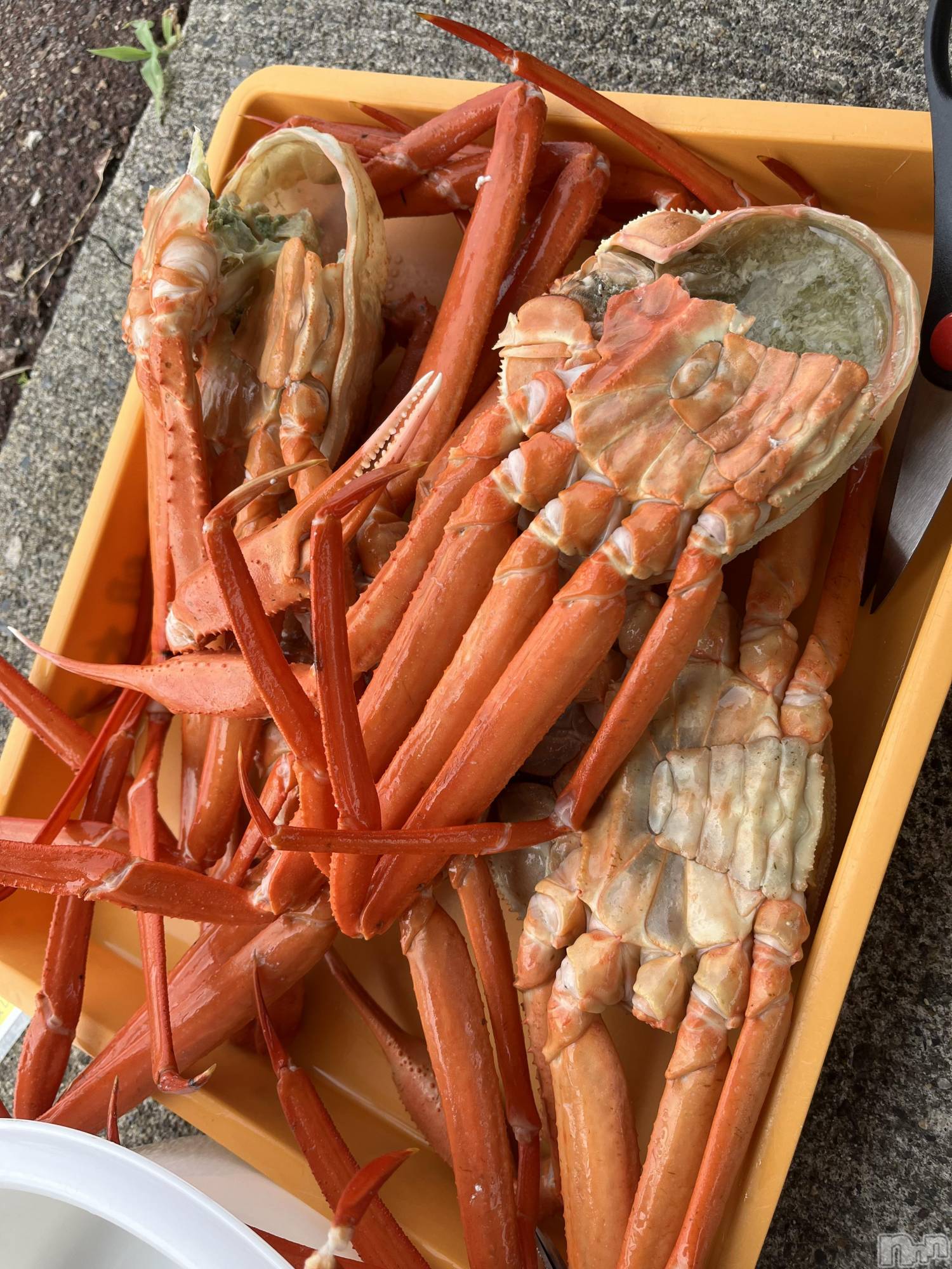 ��ˬ����Х��顦����֥���� �ץ���� ��ˬ(����� �ץ���� ����) ��2025ǯ7��19���̥�֥����֤��ˡ�