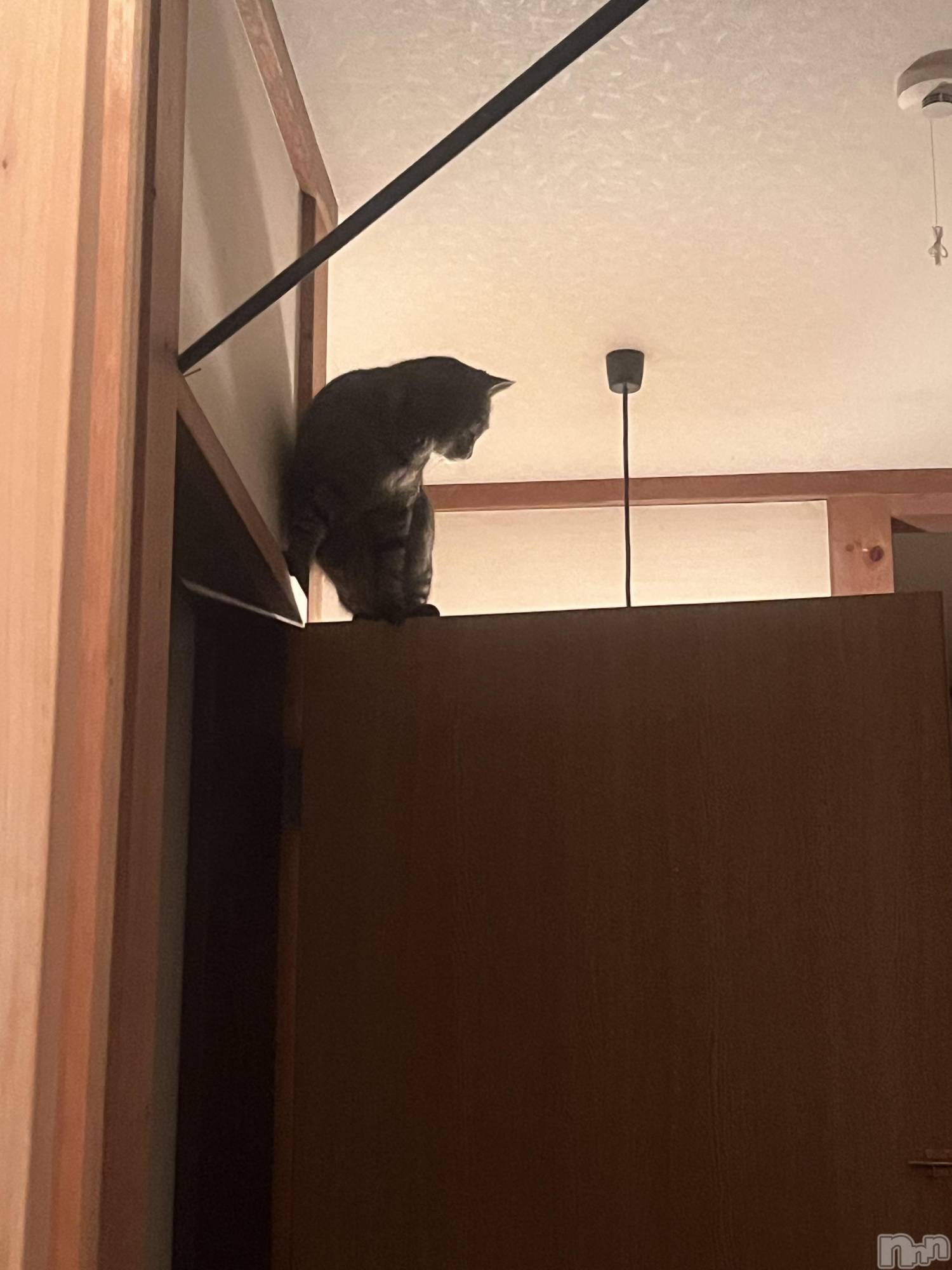 ��ˬ����Х��顦����֥���� �ץ���� ��ˬ(����� �ץ���� ����) ��2025ǯ10��29���̥�֥�����🫶��