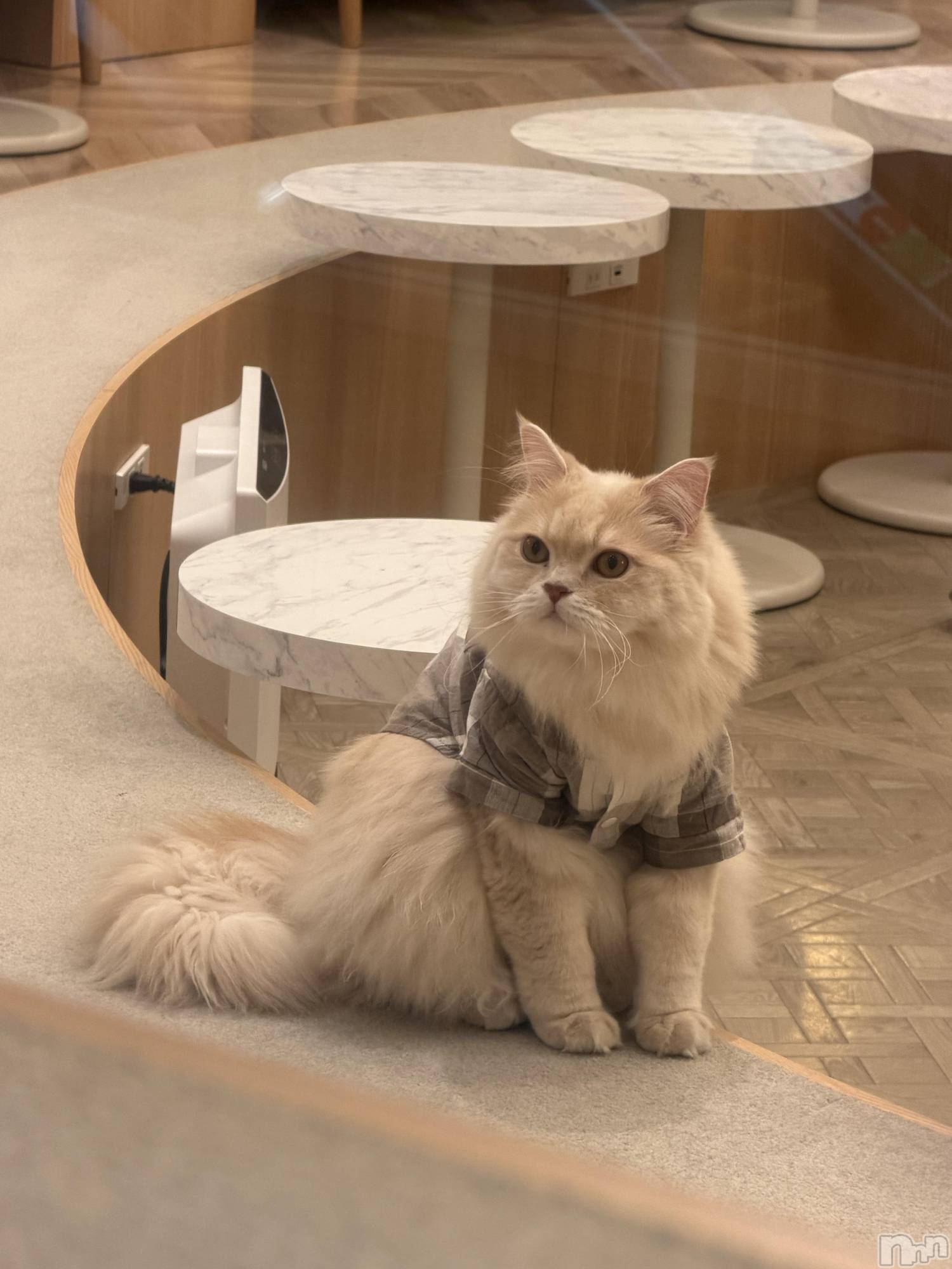 ��ˬ����Х��顦����֥���� �ץ���� ��ˬ(����� �ץ���� ����) ��2026ǯ1��17���̥�֥�����😎��