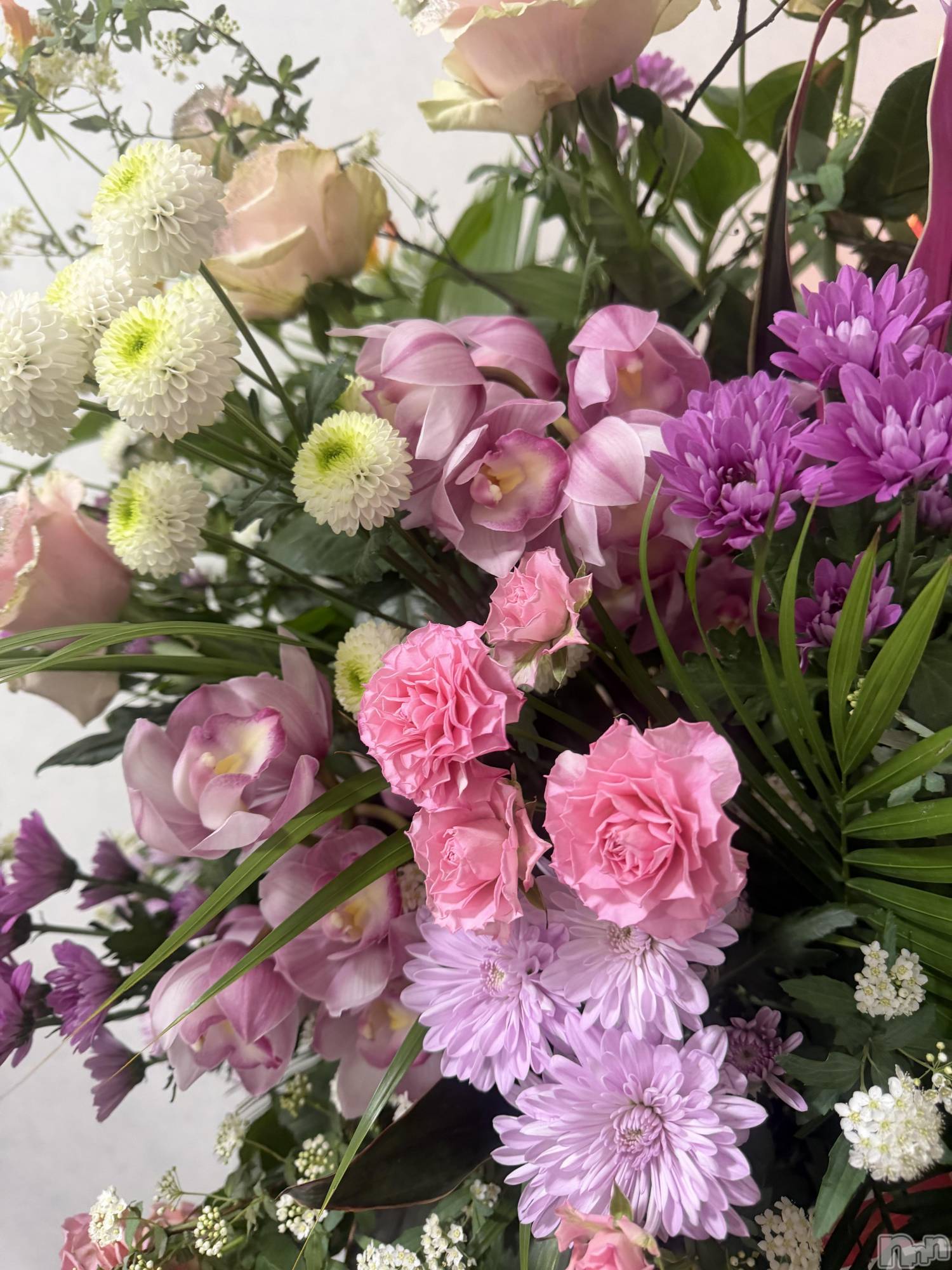 ��ˬ����Х��顦����֥���� �ץ���� ��ˬ(����� �ץ���� ����) ��2026ǯ1��31���̥�֥����֤ˤ���