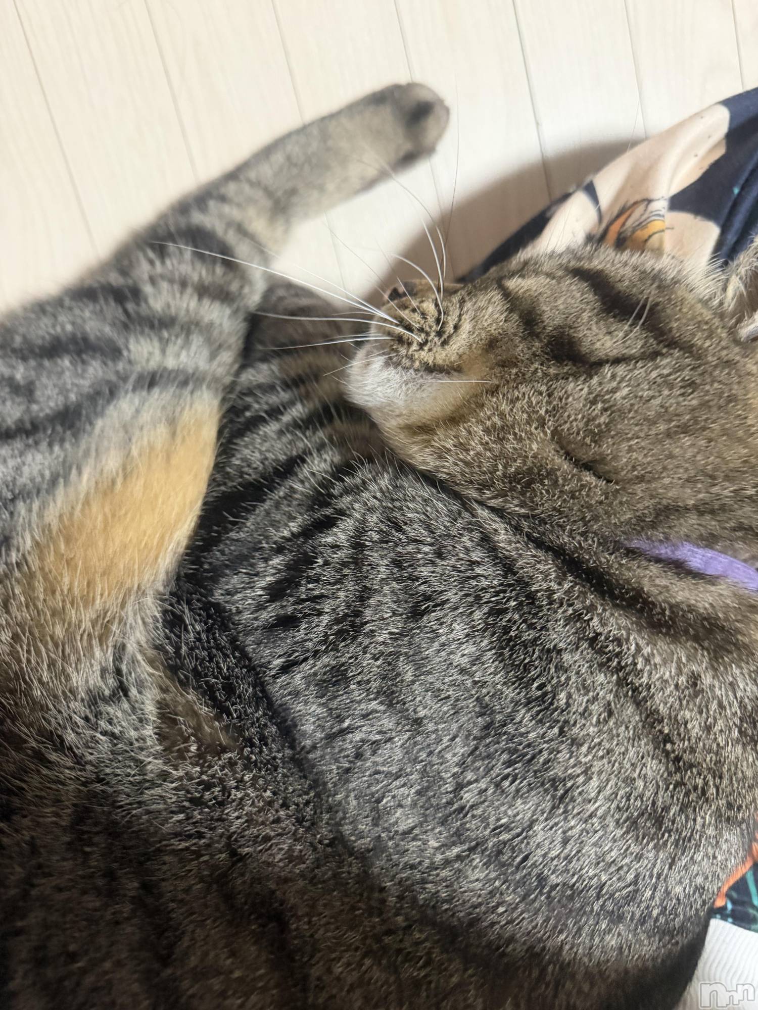 ��ˬ����Х��顦����֥���� �ץ���� ��ˬ(����� �ץ���� ����) ��2026ǯ4��15���̥�֥����֤ˤ���