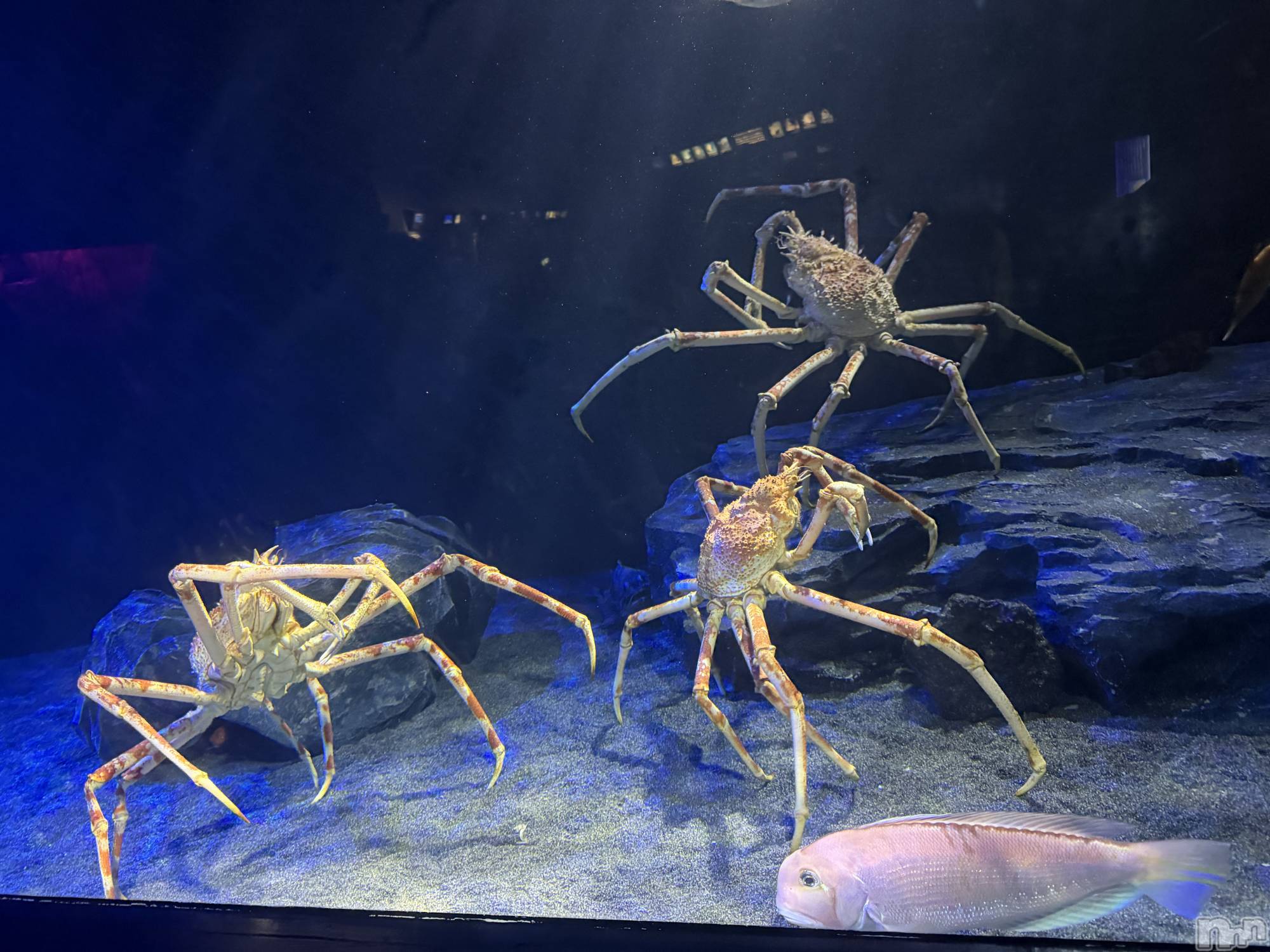 ��ˬ����Х��顦����֥���� �ץ���� ��ˬ(����� �ץ���� ����) ��2026ǯ9��23���̥�֥����֤��ˡ�
