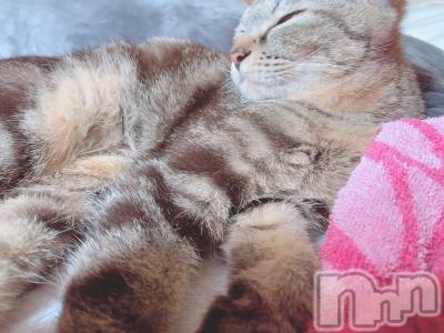 ��ˬ����Х��顦����֥���� �ץ���� ��ˬ(����� �ץ���� ����) ɱǵ ����(25)��6��15���̥�֥����֤��������