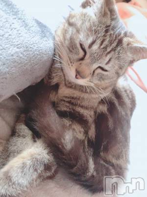 ��ˬ����Х��顦����֥���� �ץ���� ��ˬ(����� �ץ���� ����) ɱǵ ����(25)��6��16���̥�֥����֤��뿲��