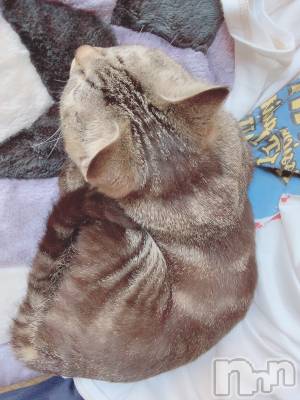 ��ˬ����Х��顦����֥���� �ץ���� ��ˬ(����� �ץ���� ����) ɱǵ ����(25)��7��3���̥�֥�����ǭ������