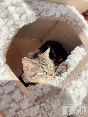 ��ˬ����Х��顦����֥���� �ץ���� ��ˬ(����� �ץ���� ����) ɱǵ ����(25)��7��4���̥�֥����֤ͤ���