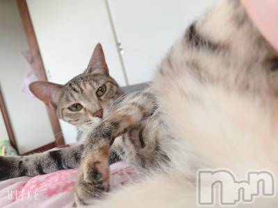 ��ˬ����Х��顦����֥���� �ץ���� ��ˬ(����� �ץ���� ����) ɱǵ ����(25)��7��8���̥�֥����֢�(^���ئ�^)����