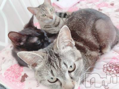 ��ˬ����Х��顦����֥���� �ץ���� ��ˬ(����� �ץ���� ����) ɱǵ ����(25)��7��17���̥�֥����ֽжС�