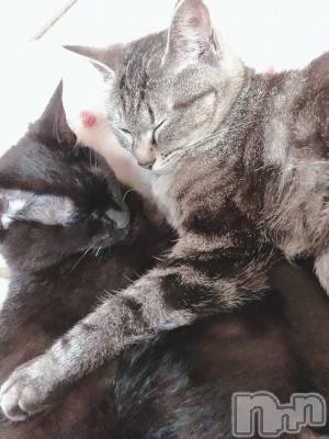 ��ˬ����Х��顦����֥���� �ץ���� ��ˬ(����� �ץ���� ����) ɱǵ ����(25)��7��25���̥�֥����ֽжС�