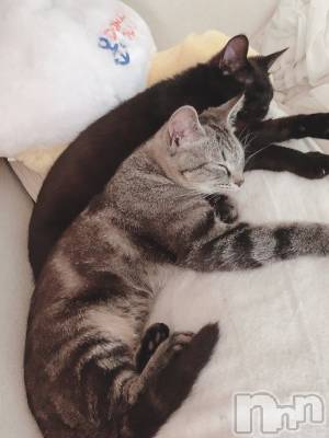 ��ˬ����Х��顦����֥���� �ץ���� ��ˬ(����� �ץ���� ����) ɱǵ ����(25)��7��30���̥�֥����ֽжС�