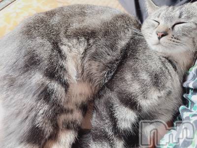 ��ˬ����Х��顦����֥���� �ץ���� ��ˬ(����� �ץ���� ����) ɱǵ ����(25)��8��20���̥�֥����ֽжС�