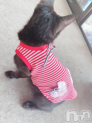 ��ˬ����Х��顦����֥���� �ץ���� ��ˬ(����� �ץ���� ����) ɱǵ ����(25)��8��26���̥�֥����ֽжС�