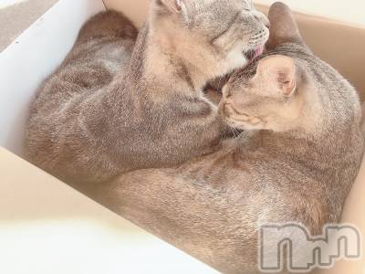 ��ˬ����Х��顦����֥���� �ץ���� ��ˬ(����� �ץ���� ����) ɱǵ ����(25)��9��5���̥�֥����ֽжС�