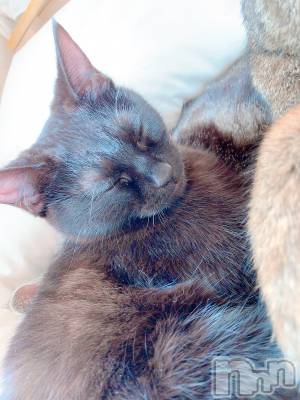 ��ˬ����Х��顦����֥���� �ץ���� ��ˬ(����� �ץ���� ����) ɱǵ ����(25)��9��10���̥�֥����ֽжС���