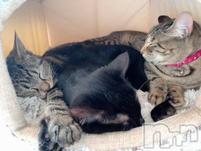 ��ˬ����Х��顦����֥���� �ץ���� ��ˬ(����� �ץ���� ����) ɱǵ ����(25)��9��17���̥�֥����ֽжС�