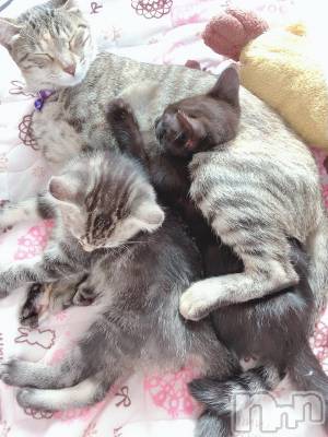 ��ˬ����Х��顦����֥���� �ץ���� ��ˬ(����� �ץ���� ����) ɱǵ ����(25)��9��29���̥�֥����ֽжФǤ�����