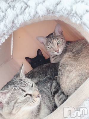 ��ˬ����Х��顦����֥���� �ץ���� ��ˬ(����� �ץ���� ����) ɱǵ ����(25)��10��13���̥�֥����ֽжС�