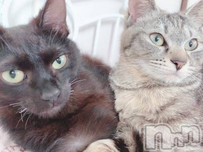 ��ˬ����Х��顦����֥���� �ץ���� ��ˬ(����� �ץ���� ����) ɱǵ ����(25)��10��21���̥�֥����ֽжФǤ�����