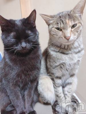 ��ˬ����Х��顦����֥���� �ץ���� ��ˬ(����� �ץ���� ����) ɱǵ ����(25)��11��18���̥�֥����ֽжФ��