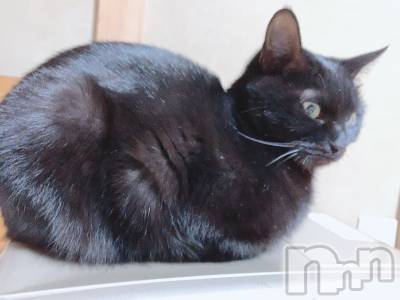 ��ˬ����Х��顦����֥���� �ץ���� ��ˬ(����� �ץ���� ����) ɱǵ ����(25)��11��30���̥�֥����ֽжФǤ�����