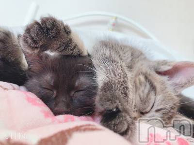 ��ˬ����Х��顦����֥���� �ץ���� ��ˬ(����� �ץ���� ����) ɱǵ ����(25)��12��7���̥�֥����֤��夭���