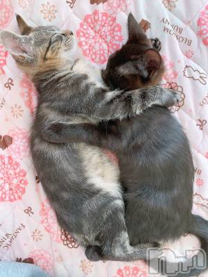 ��ˬ����Х��顦����֥���� �ץ���� ��ˬ(����� �ץ���� ����) ɱǵ ����(25)��12��10���̥�֥����ֽжС�