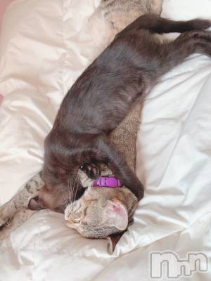 ��ˬ����Х��顦����֥���� �ץ���� ��ˬ(����� �ץ���� ����) ɱǵ ����(25)��12��11���̥�֥����ֽжФ��Ƥޤ�����