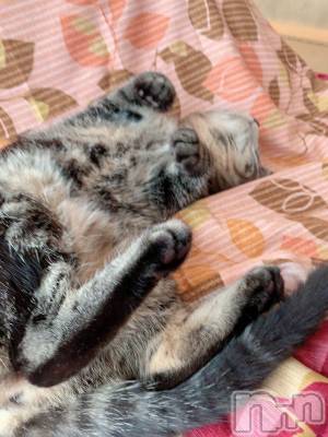 ��ˬ����Х��顦����֥���� �ץ���� ��ˬ(����� �ץ���� ����) ɱǵ ����(25)��12��29���̥�֥����ֽжС�