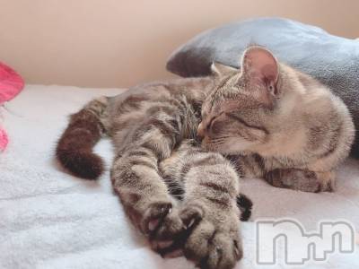 ��ˬ����Х��顦����֥���� �ץ���� ��ˬ(����� �ץ���� ����) ɱǵ ����(25)��12��30���̥�֥����ֽжС�