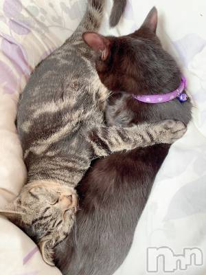 ��ˬ����Х��顦����֥���� �ץ���� ��ˬ(����� �ץ���� ����) ɱǵ ����(25)��1��2���̥�֥�����🤘🤘🤘🤘🤘🤘🤘🤘🤘��