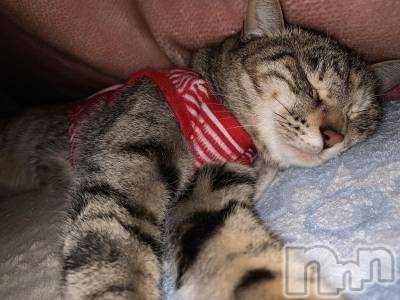 ��ˬ����Х��顦����֥���� �ץ���� ��ˬ(����� �ץ���� ����) ɱǵ ����(25)��1��8���̥�֥����֤��Ϥ褦��