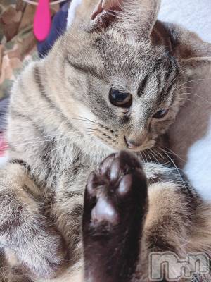 ��ˬ����Х��顦����֥���� �ץ���� ��ˬ(����� �ץ���� ����) ɱǵ ����(25)��2��1���̥�֥����֤����ˡ���