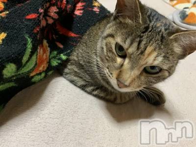 ��ˬ����Х��顦����֥���� �ץ���� ��ˬ(����� �ץ���� ����) ɱǵ ����(25)��2��4���̥�֥����ֽжФǤ�����