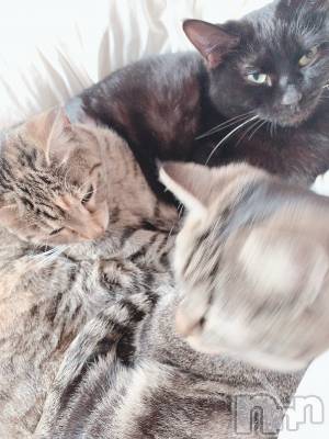 ��ˬ����Х��顦����֥���� �ץ���� ��ˬ(����� �ץ���� ����) ɱǵ ����(25)��2��9���̥�֥����ֽжС�