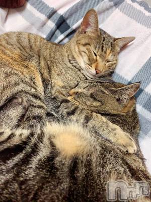 ��ˬ����Х��顦����֥���� �ץ���� ��ˬ(����� �ץ���� ����) ɱǵ ����(25)��3��4���̥�֥����ֽжФǤ���