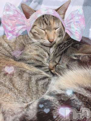 ��ˬ����Х��顦����֥���� �ץ���� ��ˬ(����� �ץ���� ����) ɱǵ ����(25)��3��5���̥�֥����ֶ�������