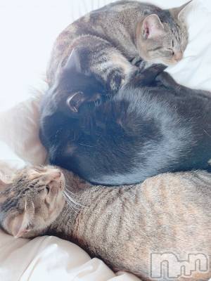 ��ˬ����Х��顦����֥���� �ץ���� ��ˬ(����� �ץ���� ����) ɱǵ ����(25)��3��8���̥�֥����ֽжС�