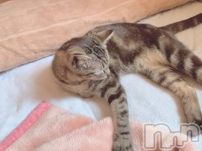 ��ˬ����Х��顦����֥���� �ץ���� ��ˬ(����� �ץ���� ����) ɱǵ ����(25)��3��31���̥�֥����ֽжС�