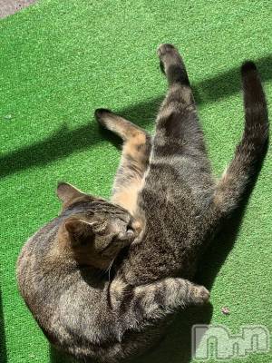 ��ˬ����Х��顦����֥���� �ץ���� ��ˬ(����� �ץ���� ����) ɱǵ ����(25)��4��14���̥�֥����ֽжС�