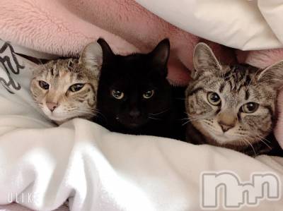 ��ˬ����Х��顦����֥���� �ץ���� ��ˬ(����� �ץ���� ����) ɱǵ ����(25)��5��25���̥�֥����֤�����