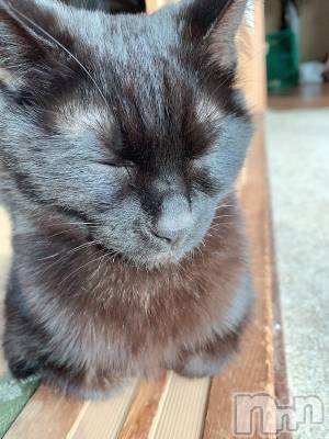 ��ˬ����Х��顦����֥���� �ץ���� ��ˬ(����� �ץ���� ����) ɱǵ ����(25)��6��10���̥�֥����֤�����